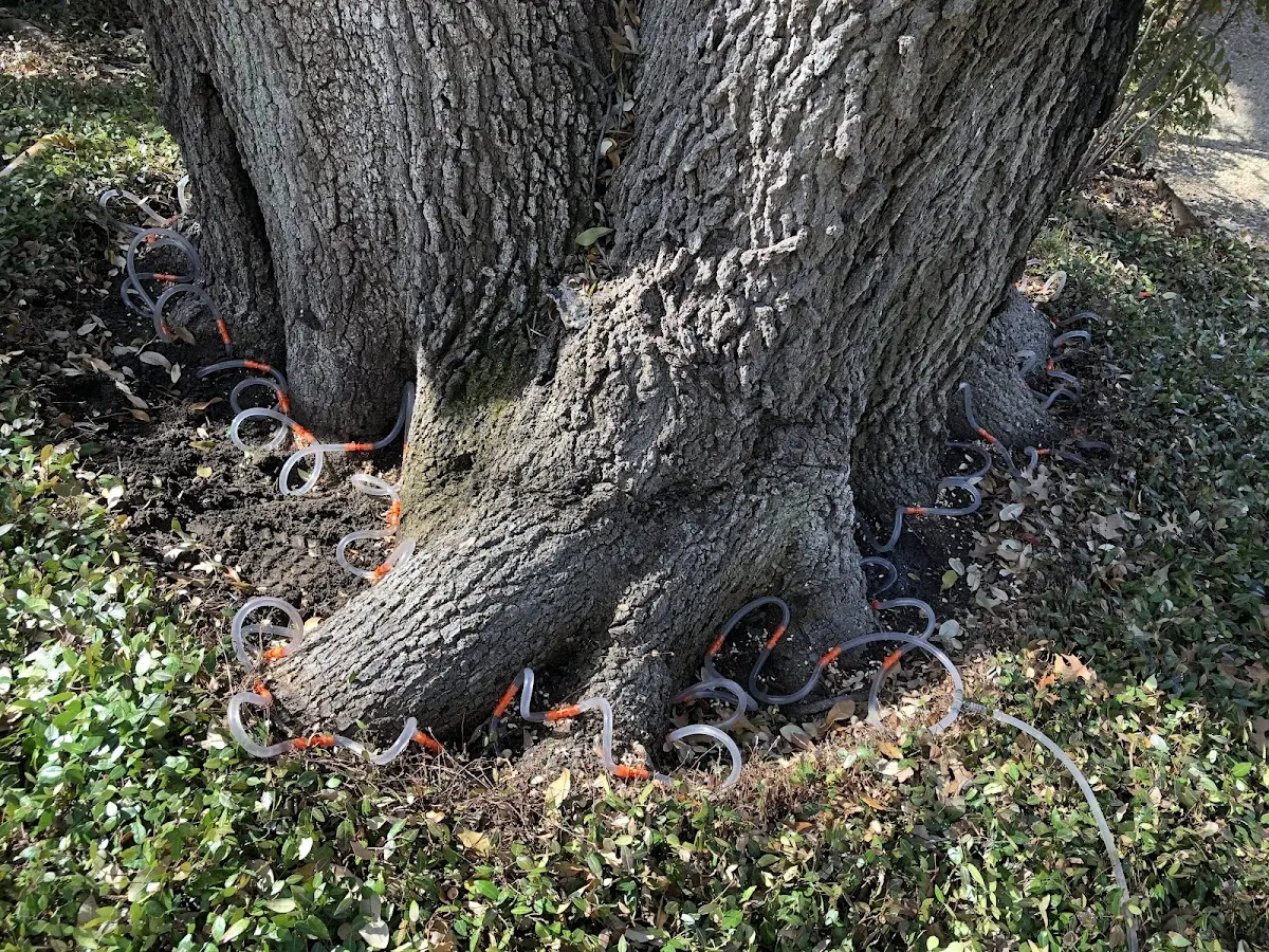 Detailed Tree Cabling and Bracing job site in Maceo