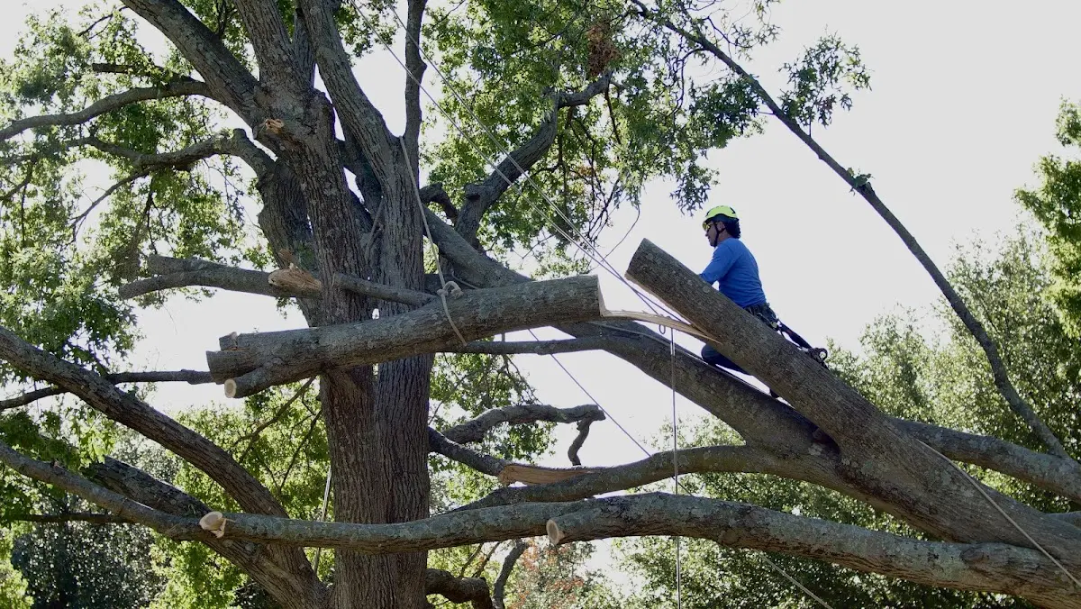 Professional Crown Thinning performed by certified arborists in Maceo